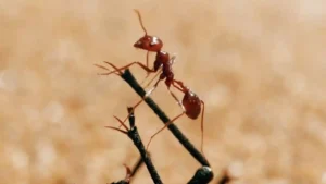 The Tiny World Of Insects | BBC Earth