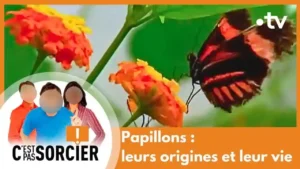 Papillons : leurs origines et leur vie – C’est pas sorcier [Intégrale]