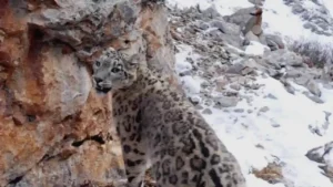 Chasing the Rare Snow Leopard | Behind the Scenes of Frozen Planet II | BBC Earth